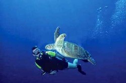 Ada Surga di Bawah Laut Banda