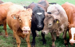 Fonterra Akan Punya 30 Peternakan Sapi di China Hingga Tahun 2020