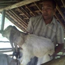 Warga Duga Pelakunya Anjing Jadi-jadian