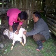 Perbakin Bantu Polisi Buru Anjing Liar Pemangsa Kambing Warga