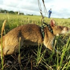 Wuih! Kepolisian Belanda Rekrut Tikus untuk Bantu Penyelidikan