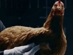 Suspensi Mercy Lenturnya Seperti Leher Ayam