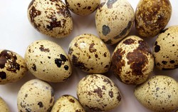 Berikan Telur Puyuh pada si Kecil Agar Kulitnya Sehat Mulus