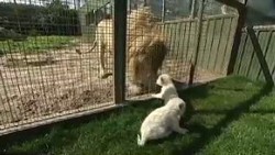 Lucunya Penampilan 2 Bayi Singa Putih di Bonbin Australia