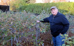 Tak Suka Makan Apel, Kakek Ini Punya Ratusan Jenis Apel di Kebunnya