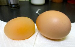 Wah, Telur Ayam Ini Tidak Dibungkus Cangkang