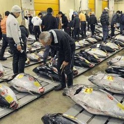 Harga Ikan Tuna Kualitas Ekspor Lebih Murah daripada Daging Sapi Impor