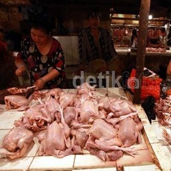 Dalam 2 Minggu, Harga Ayam Potong Lompat Hampir 30%