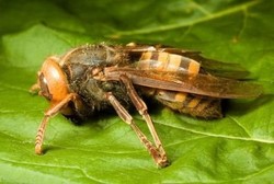 Diserang Serangga, 28 Orang Tewas dan Ratusan Lainnya Luka-luka