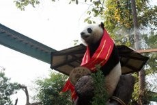 Aih! Panda Ngetop Thailand Pergi ke China Untuk Mencari Cinta