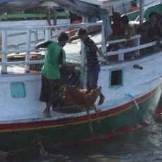 Jadi Temuan Inspektorat, Kalbut Segera Usulkan Ulang Dermaga Khusus Ternak