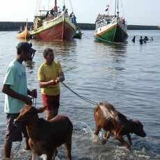 Ternak Sapi Berenang di Pelabuhan Kalbut Sering Pingsan