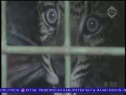 Macan Tutul Masuk Perangkap Babi Hutan Dievakuasi