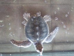 Bertemu Penyu-penyu Lucu di Gili Trawangan
