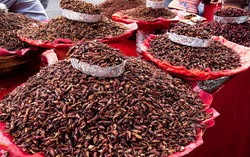 Atasi Kelaparan Tim Peneliti Kanada Kembangkan Tepung Belalang