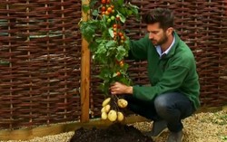 TomTato, Tomat dan Kentang Tumbuh dalam Satu Pohon!