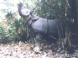  Hukuman Ringan, Pemburu Badak Kian Merajalela 