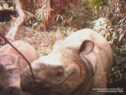  Menimbang Perlunya Hutan Kedua untuk Badak Jawa 