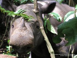  Harga Per Gram Rp 44 Juta, Cula Badak Jadi Buruan Primadona 