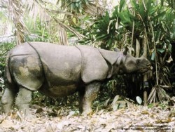  Indonesia Cegah Permintaan Badak oleh Amerika