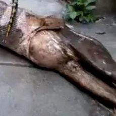 Iiih...! Ular Piton Telan Anjing Lalu Memuntahkan Kembali