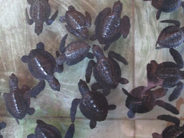 Penyu-penyu Gili Trawangan yang Menggemaskan