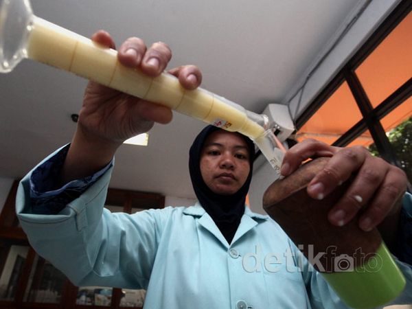 Indonesia Surplus Sperma Sapi