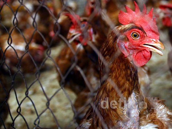 Harga Ayam Meroket