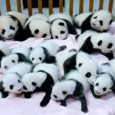 Lucunya...! 14 Bayi Panda di China Dipamerkan ke Publik