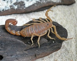 Hati-hati! 5 Tempat Ini Punya Hewan Kecil yang Mematikan