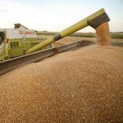 Kabupaten Pasuruan Siap Panen Gandum