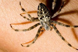 Jangan Sepelekan, Meski Mungil Tapi Makhluk Ini Mematikan