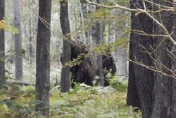 Sosok Diduga Mahluk Bigfoot Tertangkap Kamera di AS