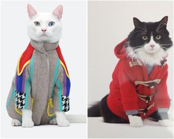 Foto: Ketika Kucing Jadi Model Kalender dan Tampil Fashionable