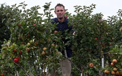 Pria Ini Berhasil Tanam 250 Jenis Apel dalam Satu Pohon