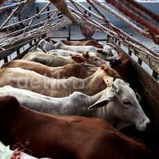 Soekarwo Jamin Stok Sapi di Jatim Aman