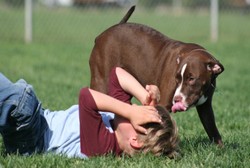 Penting! Lakukan Langkah Pertama Ini Setelah Digigit Anjing