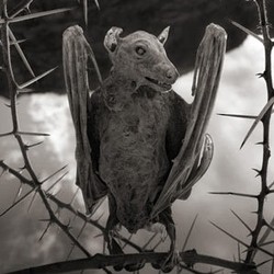 Jasad Hewan Danau Mematikan Bangkit Lewat Foto