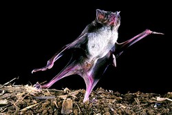 Seram! 7 Hewan Vampir di Seluruh Dunia