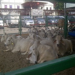 Mau Ikut Lelang Sapi Murah? Datang ke Festival Ayam dan Telur Kemayoran