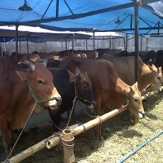 Harga Hewan Kurban Melonjak Jelang Idul Adha