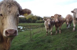 Perusahaan Keju Ini Memakai Kotoran Sapi Sebagai Sumber Energi Pabriknya