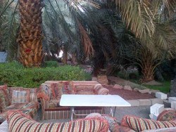  Menikmati Rindangnya Kebun Kurma Zahrani