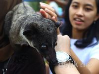 Komunitas Pecinta Musang