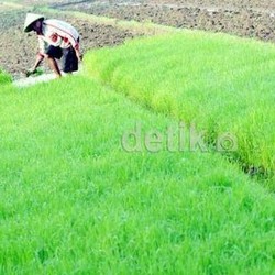 Ini 4 Pangan Pokok Yang Masih Diimpor RI