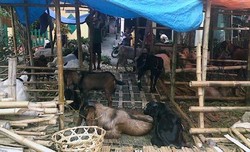 Penjual Kambing di Tanah Abang Protes Penertiban oleh Satpol PP