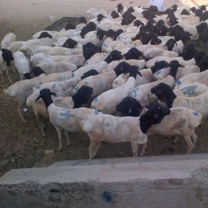 Melongok Pasar Kakiyah, Bayar Dam Jamaah Haji Sambil Berwisata