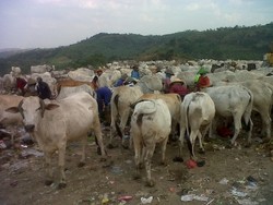 Duh, Ribuan Sapi di Semarang Makan Sampah