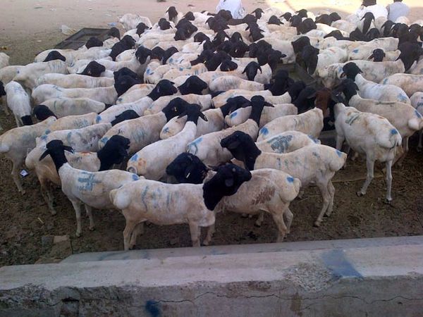 Pasar Kakiyah, Bayar Dam Sambil Berwisata