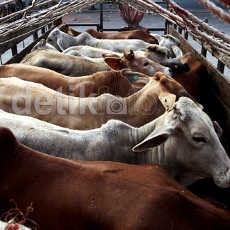 348 Ribu Ekor Sapi dan Kambing Siap Disembelih Saat Idul Kurban